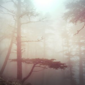 Papier Peint Forêt Dans Le Brouillard – Image 1