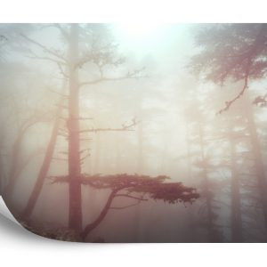 Papier Peint Forêt Dans Le Brouillard – Image 2