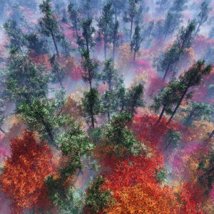 Papier Peint Forêt Dans Le Brouillard – Image 1