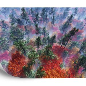 Papier Peint Forêt Dans Le Brouillard – Image 2