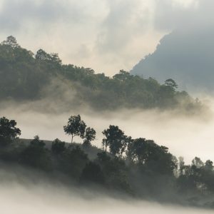 Papier Peint Forêt Dans Le Brouillard – Image 1