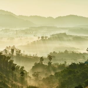 Papier Peint Forêt Dans Le Brouillard – Image 1