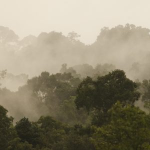 Papier Peint Forêt Dans Le Brouillard – Image 1
