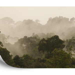 Papier Peint Forêt Dans Le Brouillard – Image 2