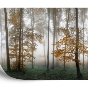 Papier Peint Forêt Dans Le Brouillard – Image 2