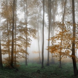 Papier Peint Forêt Dans Le Brouillard – Image 1