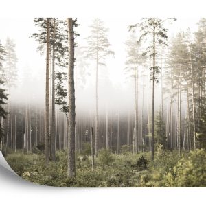 Papier Peint Forêt Dans Le Brouillard – Image 2
