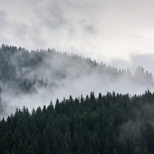 Papier Peint Forêt Dans Le Brouillard – Image 1