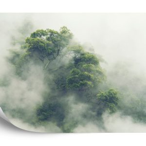 Papier Peint Tropical Forest In Japan, Nature Jungle With Green Tree And Fog, Concept Of Zin Therapy Comfortable Freedom Relaxing For Spa And Yoga, Eco Natural Sustainable Conservation – Image 2