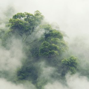 Papier Peint Tropical Forest In Japan, Nature Jungle With Green Tree And Fog, Concept Of Zin Therapy Comfortable Freedom Relaxing For Spa And Yoga, Eco Natural Sustainable Conservation – Image 1