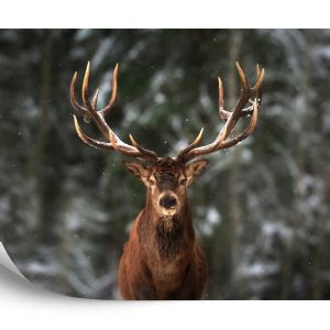 Papier Peint Cerf Dans La Forêt – Image 2