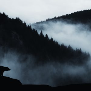 Papier Peint Ours Dans Les Montagnes – Image 1