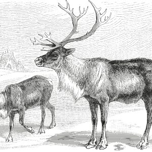 Papier Peint Cerf Vintage – Image 1