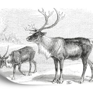 Papier Peint Cerf Vintage – Image 2