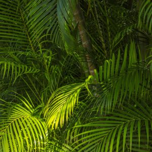 Papier Peint Feuilles De Palmier – Image 1