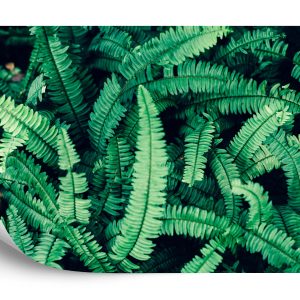 Papier Peint Feuilles De Fougère – Image 2