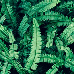 Papier Peint Feuilles De Fougère – Image 1