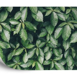 Papier Peint Feuilles Nature – Image 2