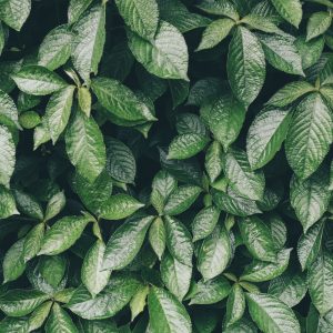 Papier Peint Feuilles Nature – Image 1