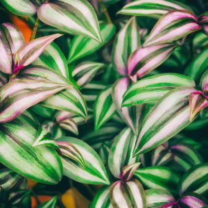 Papier Peint Feuilles Tropicales – Image 1