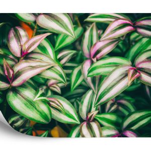 Papier Peint Feuilles Tropicales – Image 2