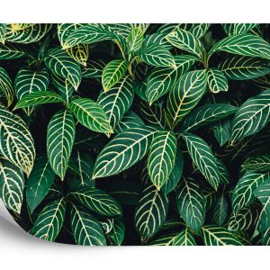Papier Peint Feuilles Tropicales – Image 2