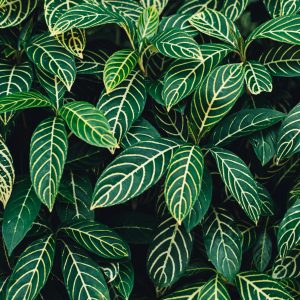 Papier Peint Feuilles Tropicales – Image 1