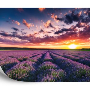 Papier Peint Forêt Dans Le Brouillard – Image 2