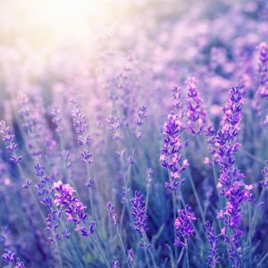 Papier Peint Forêt Dans Le Brouillard – Image 1