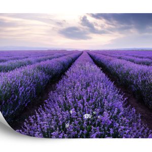 Papier Peint Forêt Dans Le Brouillard – Image 2