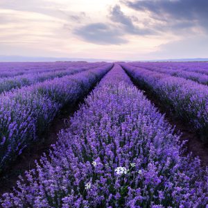 Papier Peint Forêt Dans Le Brouillard – Image 1