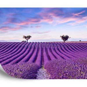 Papier Peint Forêt Dans Le Brouillard – Image 2