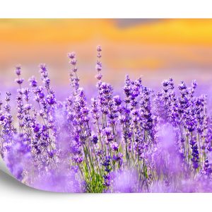 Papier Peint Forêt Dans Le Brouillard – Image 2