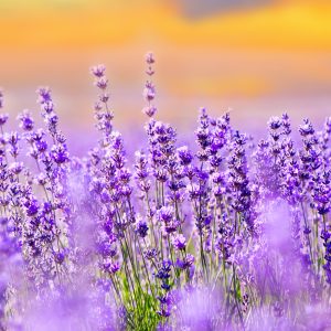 Papier Peint Forêt Dans Le Brouillard – Image 1