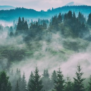 Papier Peint Forêt Dans Le Brouillard – Image 1