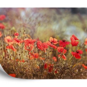 Papier Peint Coquelicots Sauvages Sur La Prairie – Image 2