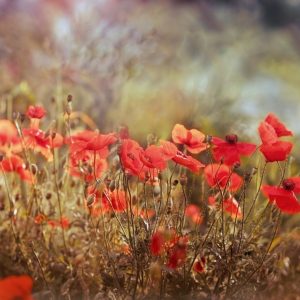 Papier Peint Coquelicots Sauvages Sur La Prairie – Image 1