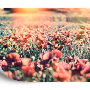 Papier Peint Prairie Pleine De Coquelicots – Image 2