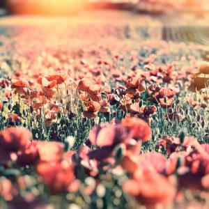 Papier Peint Prairie Pleine De Coquelicots – Image 1