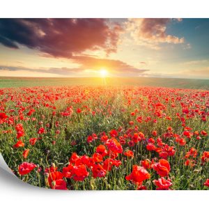 Papier Peint Champ De Coquelicots – Image 2