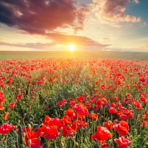 Papier Peint Champ De Coquelicots – Image 1