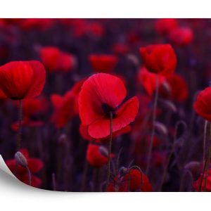 Papier Peint Coquelicots Rouges Sauvages – Image 2
