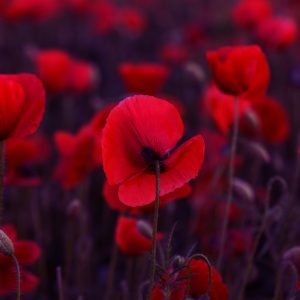 Papier Peint Coquelicots Rouges Sauvages – Image 1