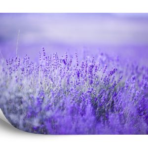 Papier Peint Forêt Dans Le Brouillard – Image 2