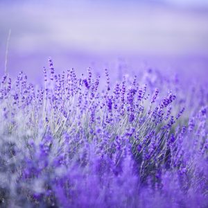 Papier Peint Forêt Dans Le Brouillard – Image 1