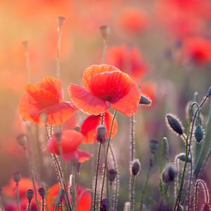 Papier Peint Champ De Coquelicots – Image 1