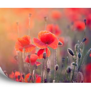 Papier Peint Champ De Coquelicots – Image 2