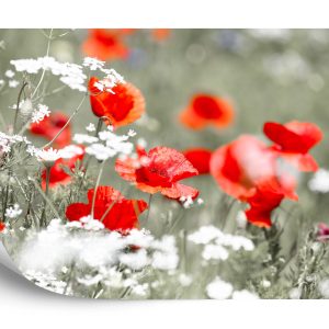 Papier Peint Coquelicots Rouges Sauvages – Image 2
