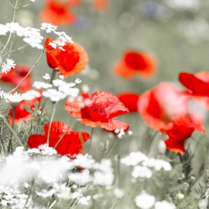 Papier Peint Coquelicots Rouges Sauvages – Image 1