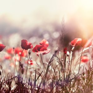 Papier Peint Fleurs De Coquelicots – Image 1